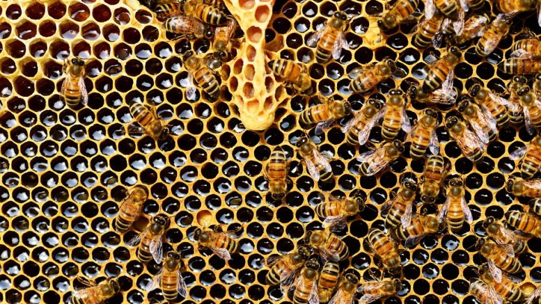 Méhészek figyelem! - Szúnyogirtás